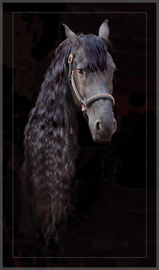 Friesian Beauty - Judy Lanier